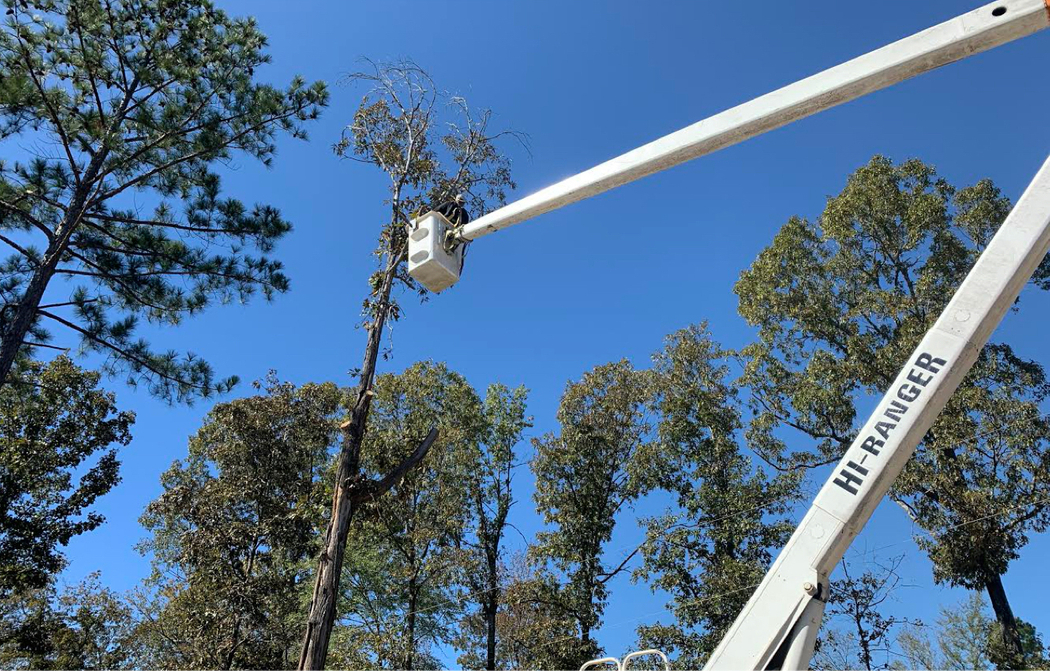 Home Halls Tree Services