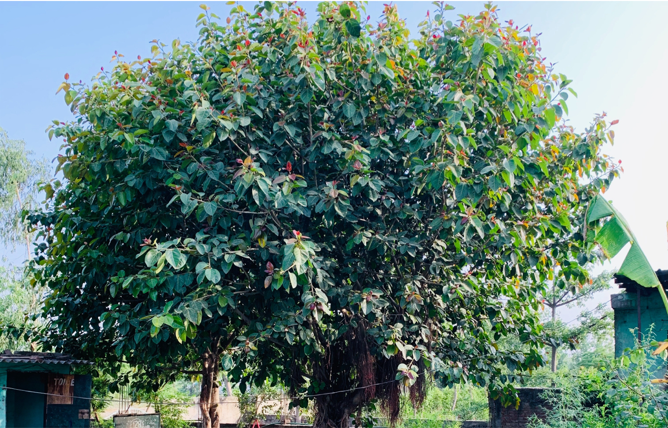 Home Halls Tree Services